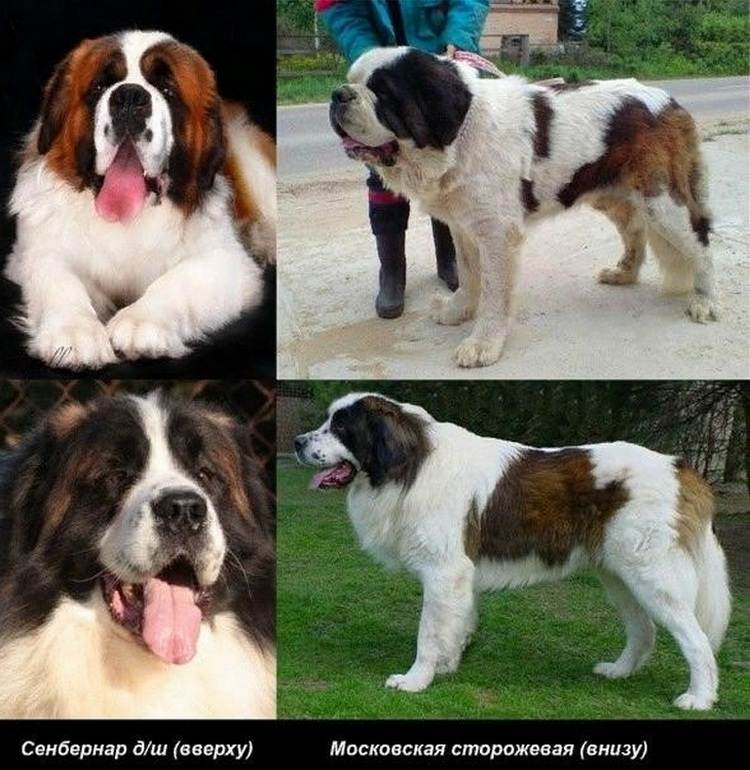 Служебные породы собак с фотографиями и названиями | petguru