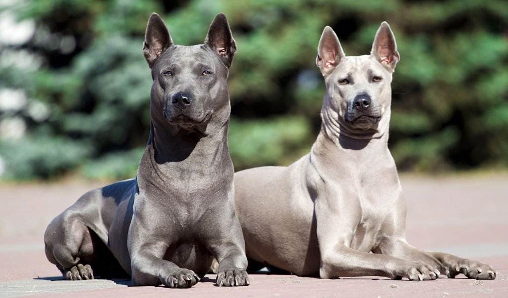 Самые редкие породы собак с фотографиями и названиями | топ-10
