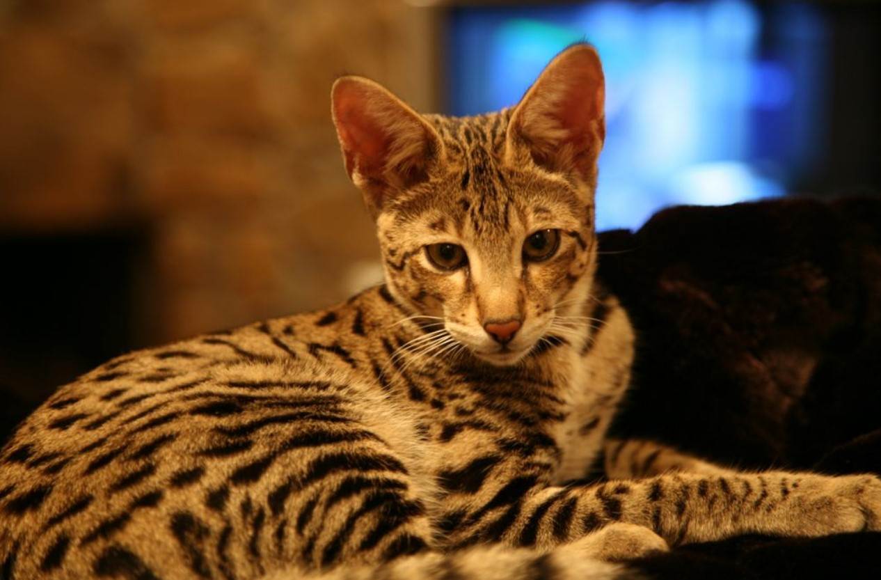 Самые красивые породы кошек в мире: описание и фото