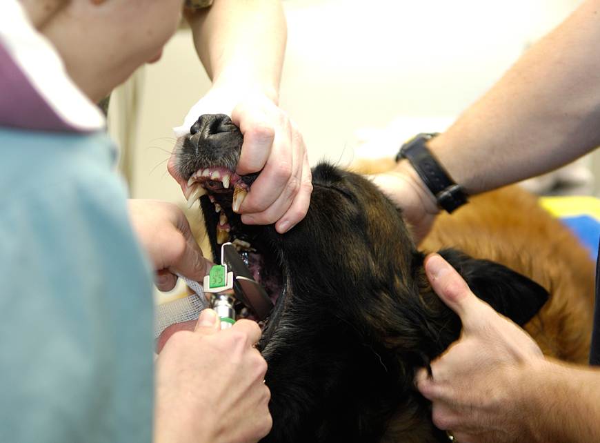 Оказание первой помощи собаке, если в горле застряли кости или корм