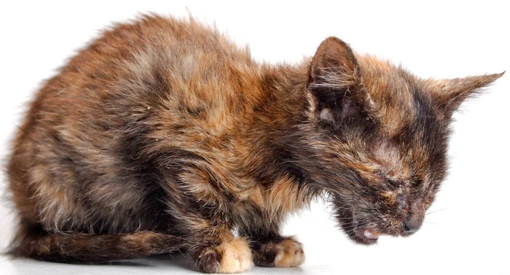 Вирусный инфекционный перитонит у кошек - симптомы и лечение