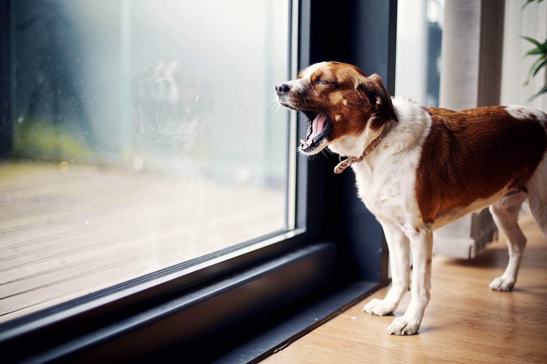 Как отучить пса лаять без причины дома и на улице