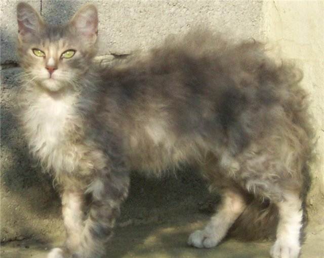 Лаперм (ла перм): описание породы кошек, характер, отзывы с фото