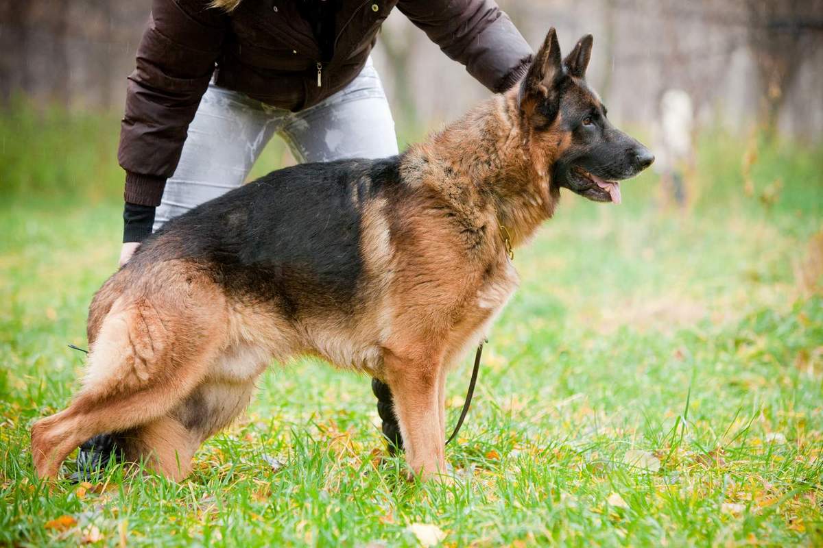 Немецкая овчарка: всё, что нужно знать об этой породе собак от а до я