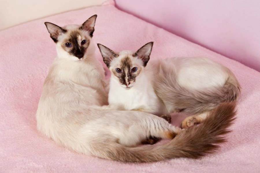 Балийская (балинезийская) кошка - происхождение, особенности поведения и содержание | породы кошек