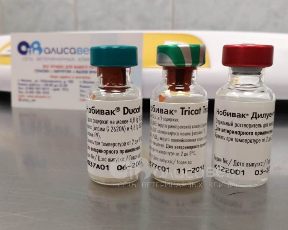 Сколько стоят прививки для котят - стоимость вакцины
