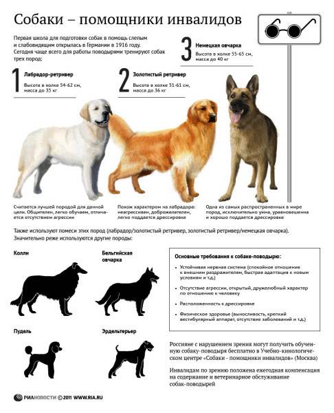 Классификация пород собак по мкф и другим организациям