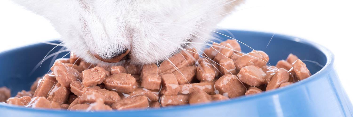 Каким кормом лучше кормить кошку советы ветеринаров: натуральный, сухой, влажный