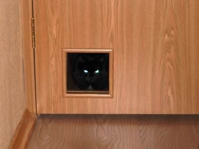 Что такое дверца для кошки и как её сделать