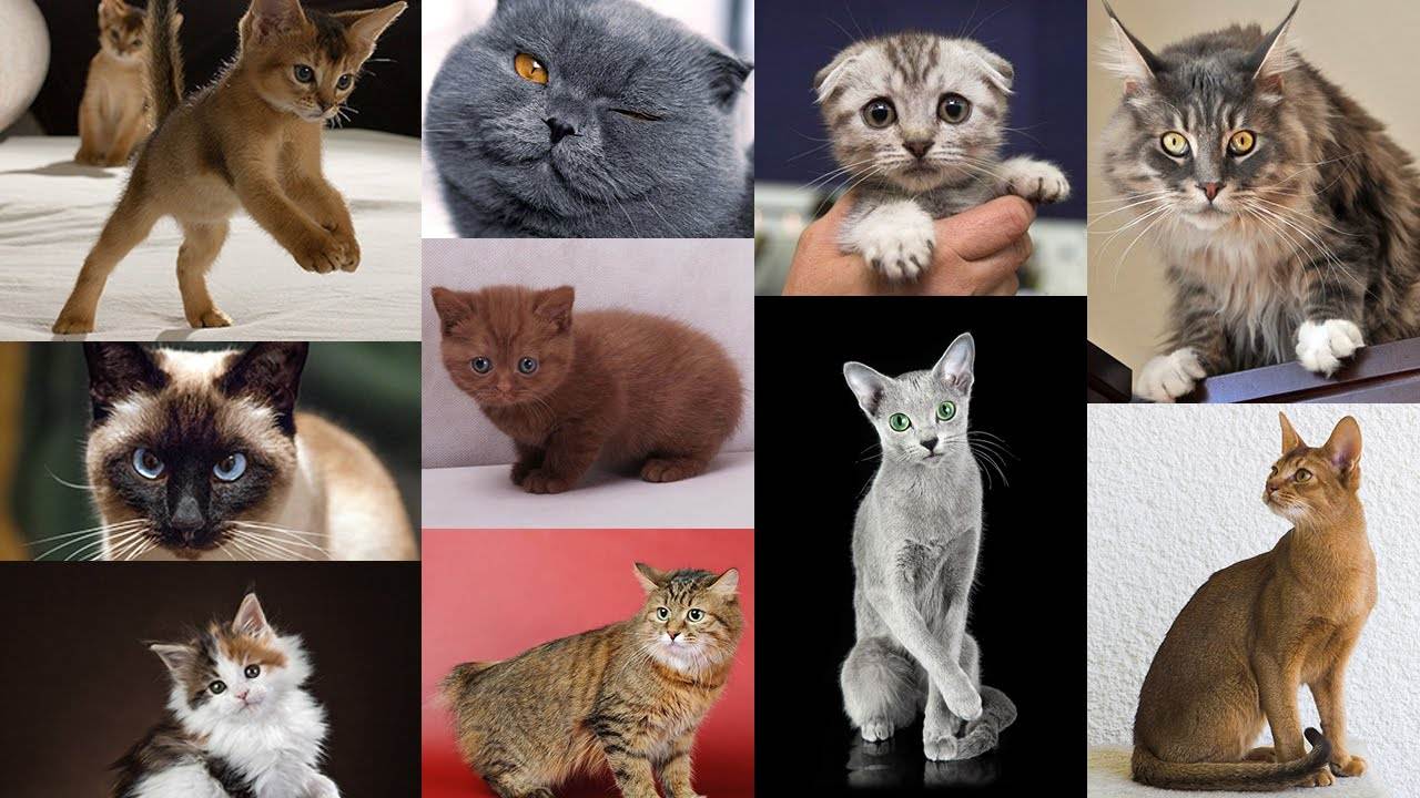 Сколько пород кошек существует в мире? сколько пород кошек существует в мире сколько всего есть пород кошек.