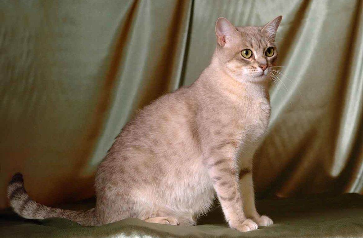 Австралийский мист (австралийская дымчатая кошка): фото, описание породы и характер