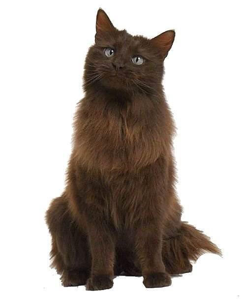 Йоркская шоколадная кошка: фото породы, уход, цена