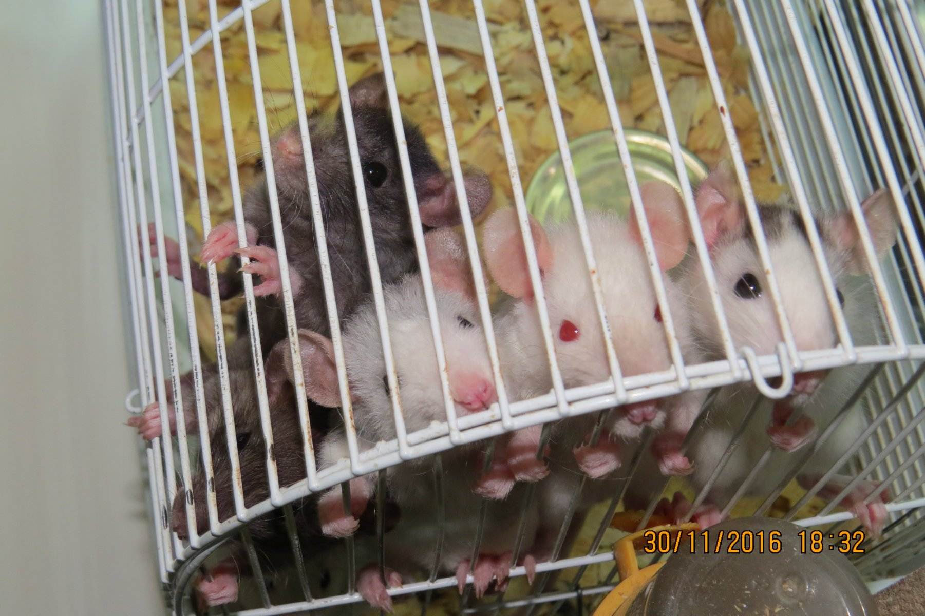 (обновлено) cколько стоит домашняя декоративная крыса в зоомагазине, питомнике и на рынке, дорого ли ее содержать?