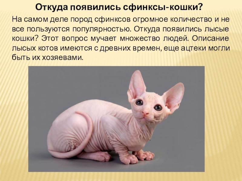 Особенности характера кошек породы сфинкс