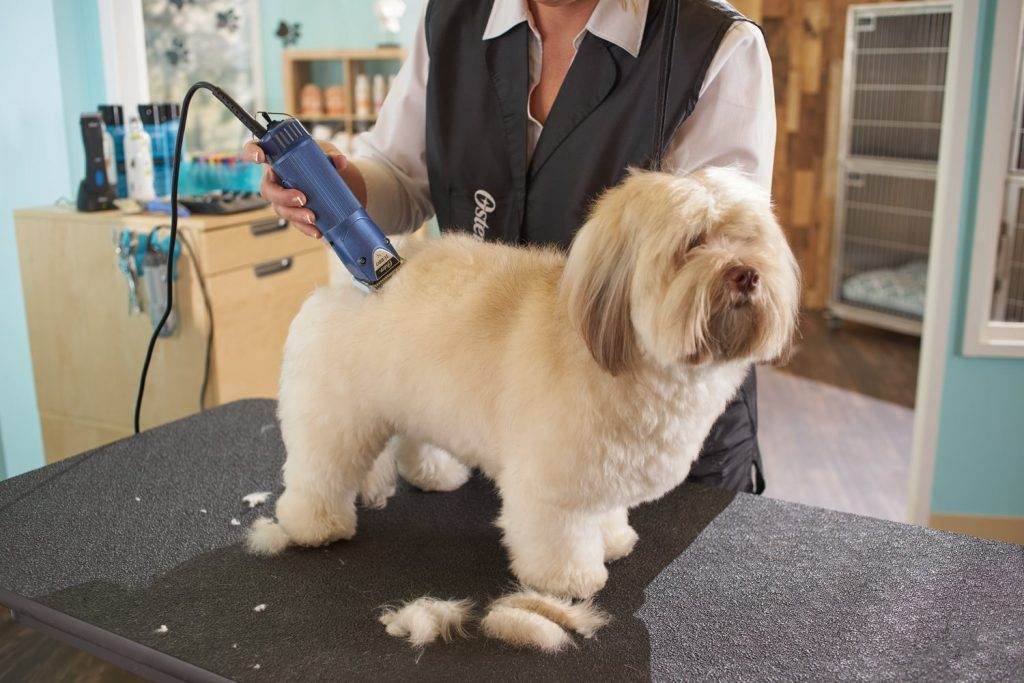 Как подстричь собаку: способы, инструменты и советы специалистов