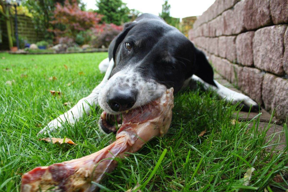 Как помочь собаке, которая съела кость: правила оказания первой помощи