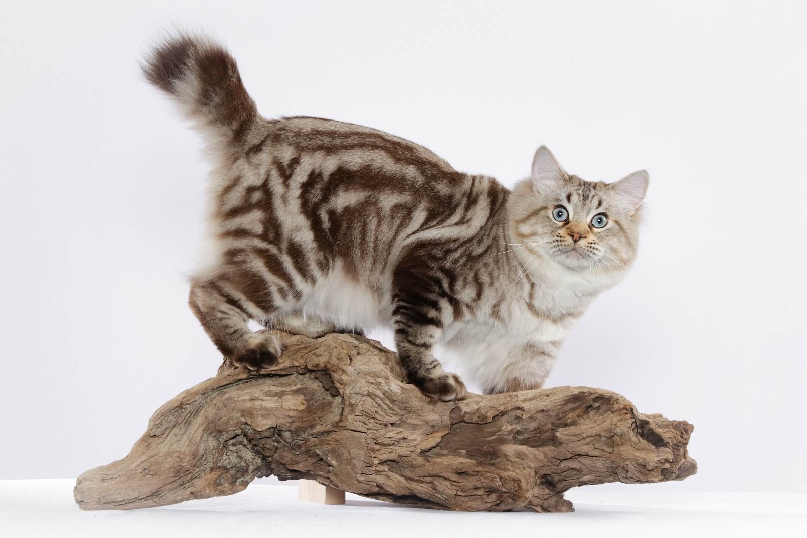 Порода кошек американский бобтейл: описание и характер :: syl.ru