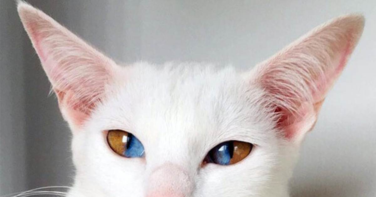 Породы кошек с разными глазами
