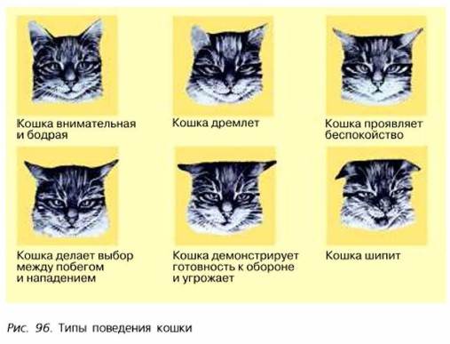 Преданы ли кошки хозяину, факты и мифы о привязанности кошек к людям