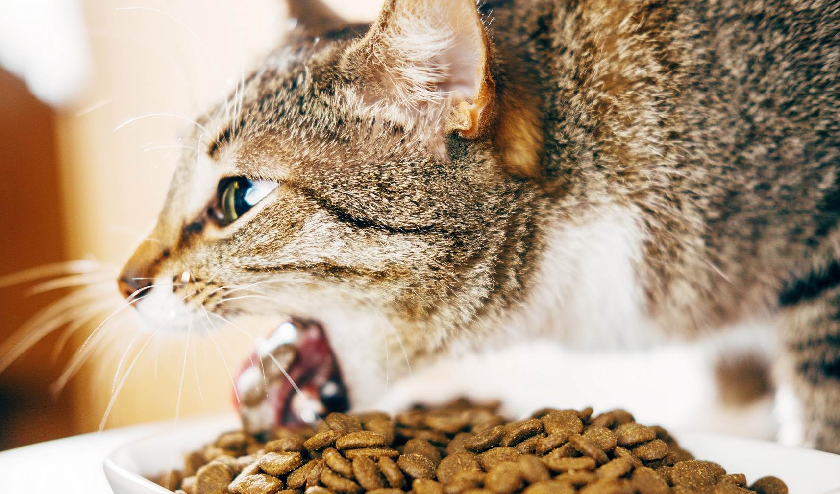 Кошку рвет после еды непереваренной пищей – что делать в первую очередь и когда обратиться к ветеринару