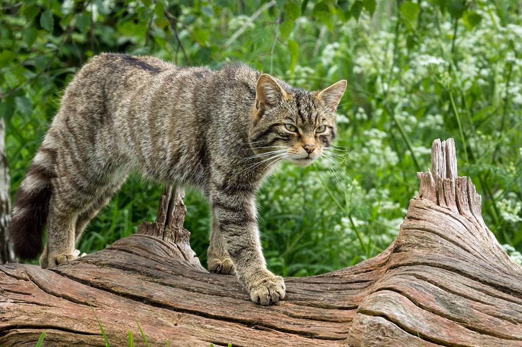Дикий лесной кот: как содержать в неволе