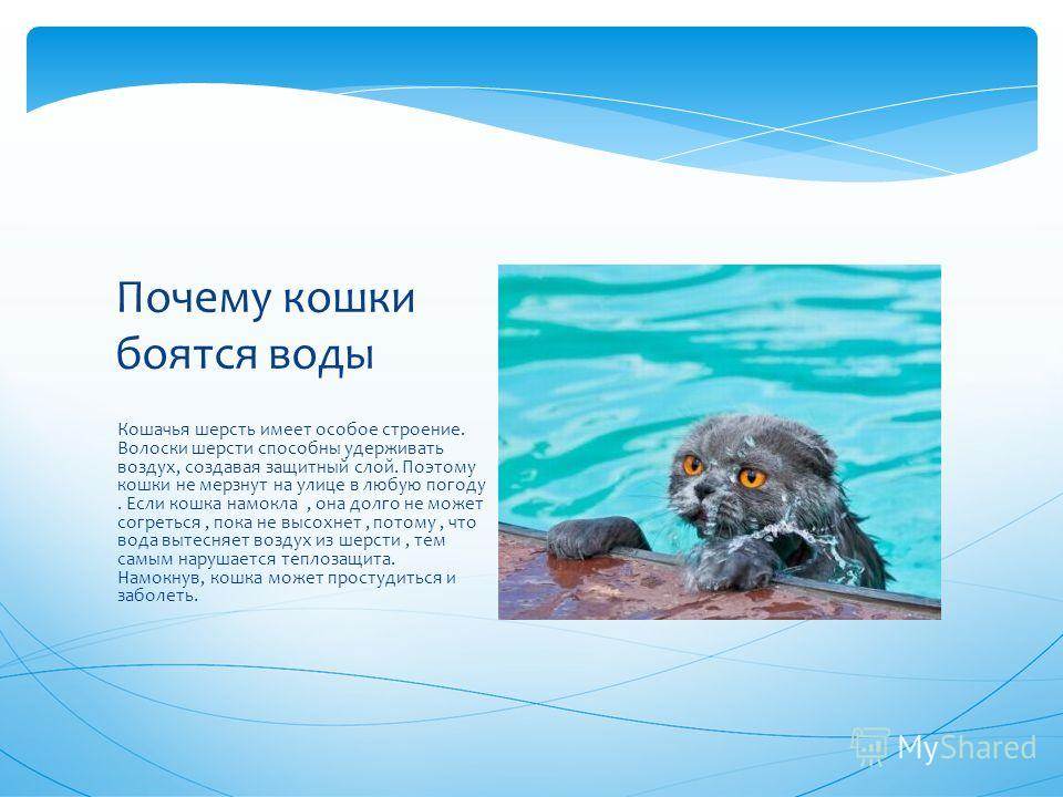 Почему кошки боятся воды: физиологические и психологические причины, как помочь кошке преодолеть страх, советы по купанию питомца