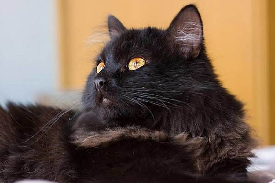 Шантильи-тиффани: описание породы кошек, характер, отзывы (с фото и видео)