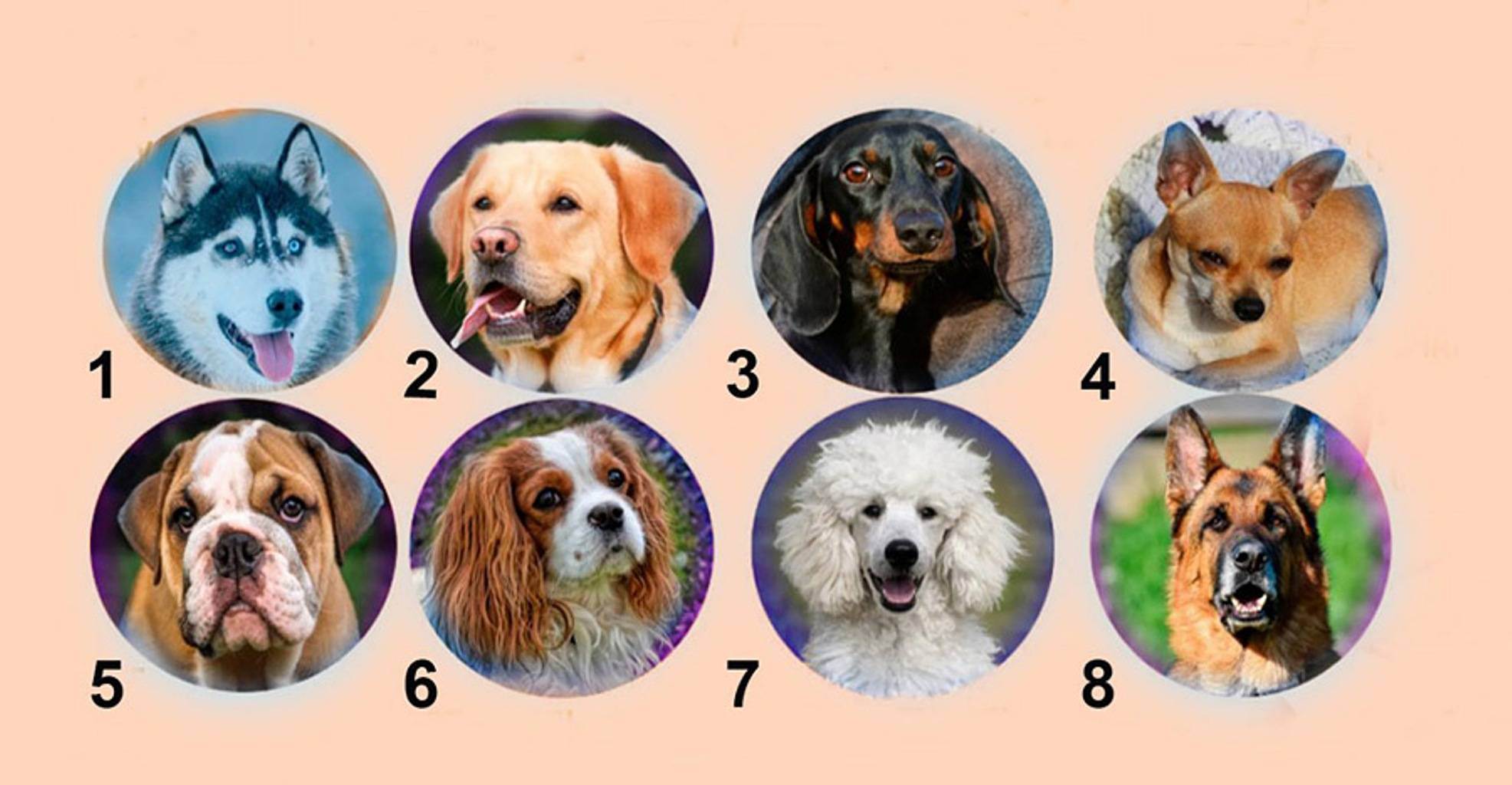 Собачий гороскоп - знаки зодиака собак
