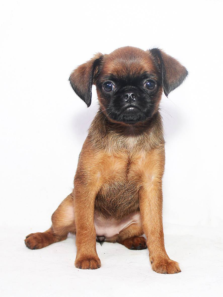 Порода собак брюссельский гриффон: фото, видео, описание породы и характер