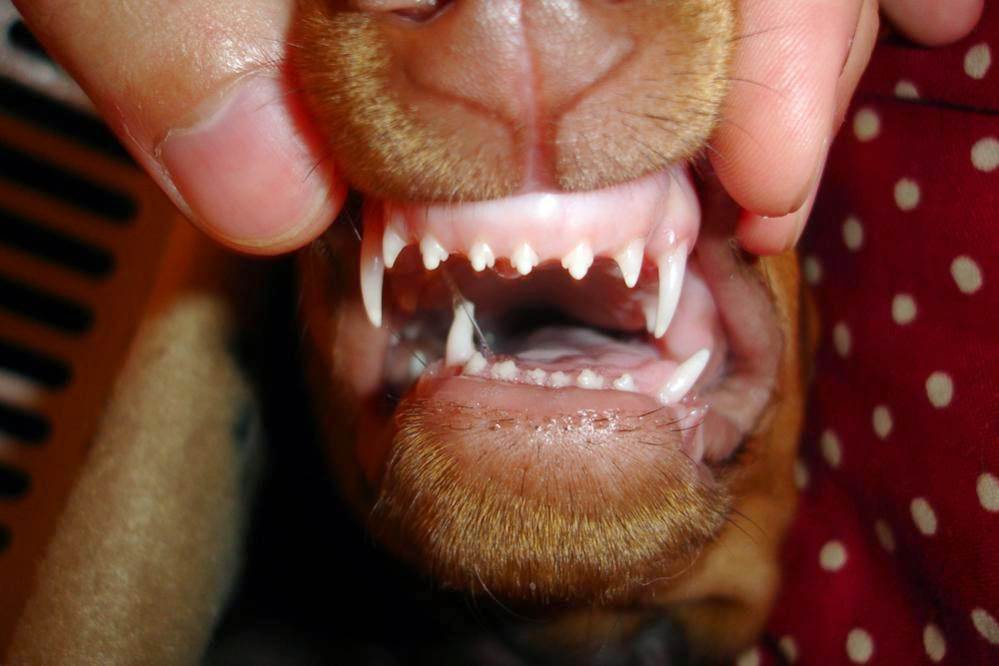 Сколько зубов у собаки — мелкие, средние и крупные породы - окружающий мир вокруг нас