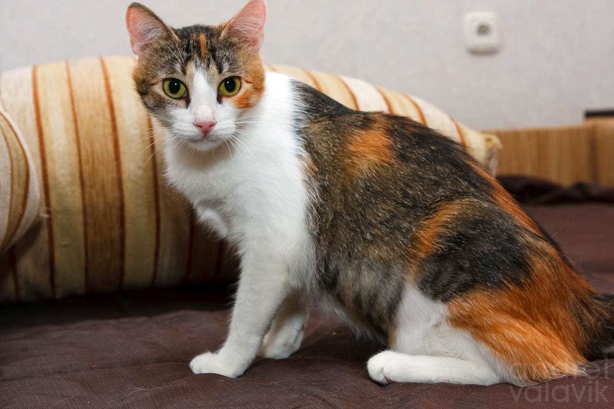 Трёхцветные кошки: породы, приметы, окрас, что приносит в дом, фото