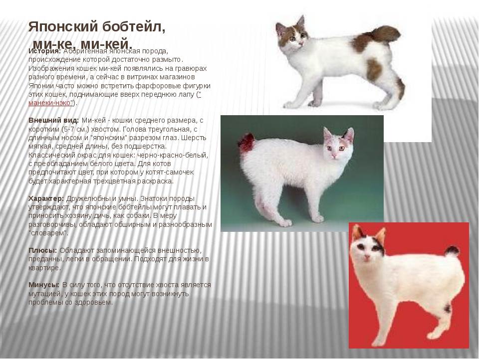 Японский бобтейл - порода кошек - информация и особенностях | хиллс