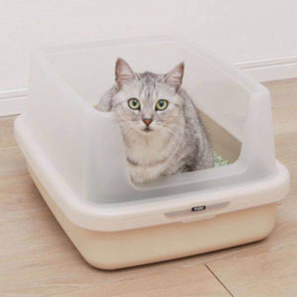 Как приучить котенка к туалету-лотку с наполнителем или без него быстро