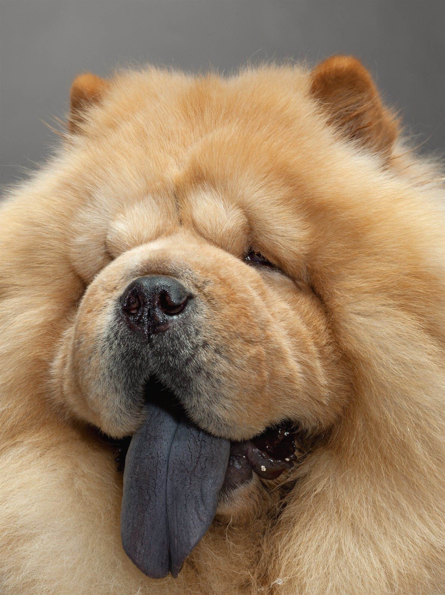 Почему у собаки синий язык: норма и отклонения, возможные заболевания, первая помощь и лечение