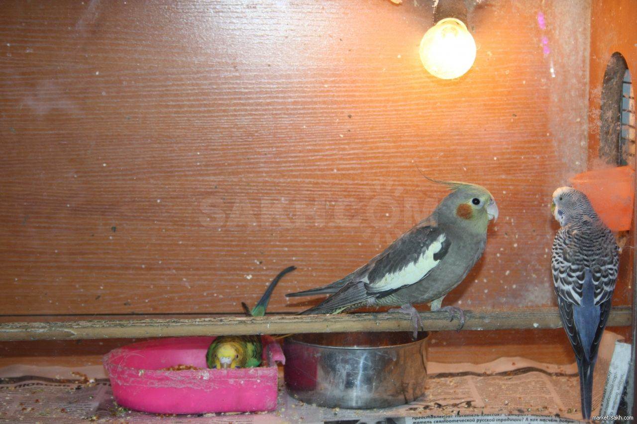 Маленькие домашние птички: фото и названия. какую птичку лучше завести в квартире - parentchild.ru