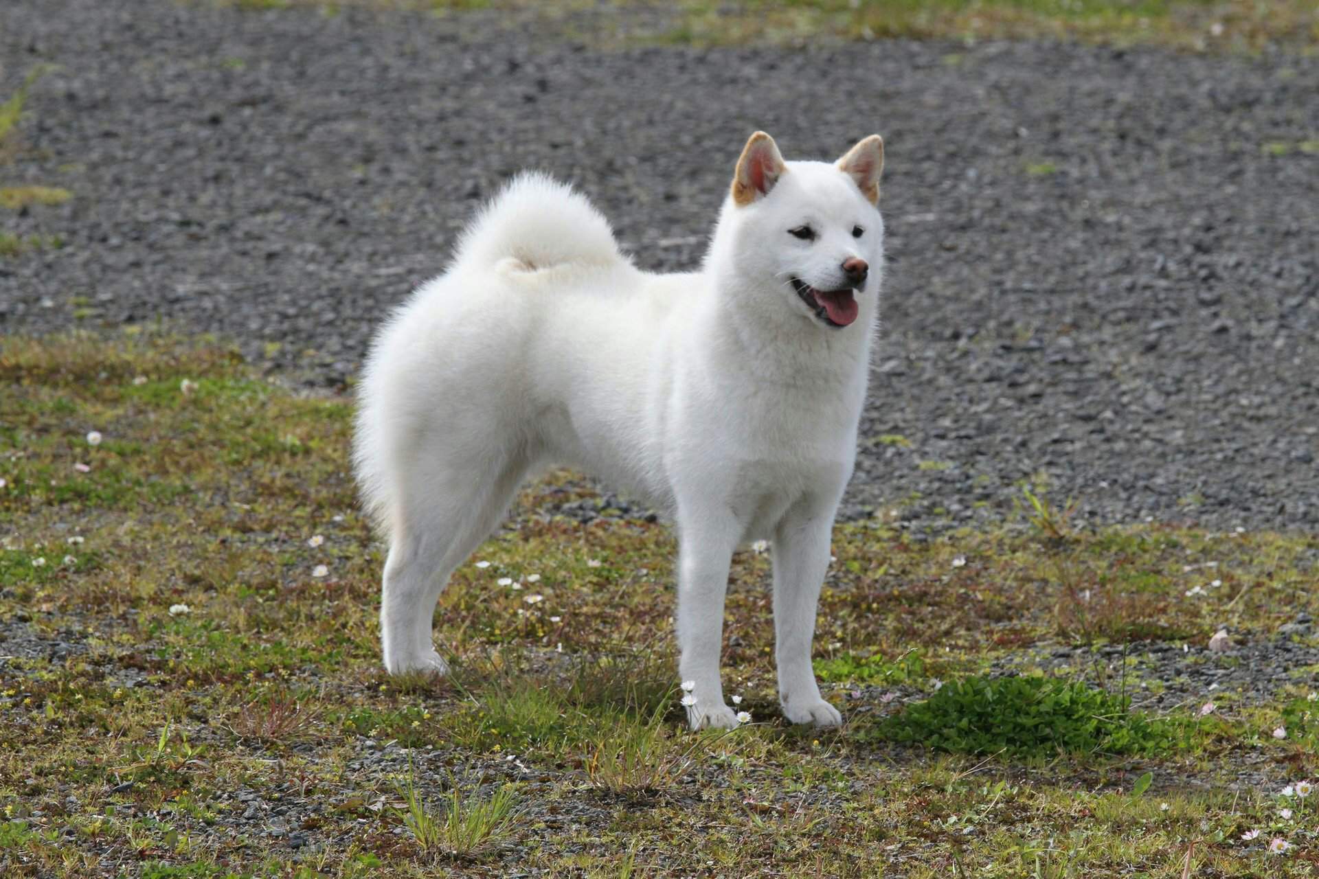 Японские породы собак (55фото): кисю, кай-ину, сикоку, шикоку, маленькая охотничья, рыжий пес, описание, видео