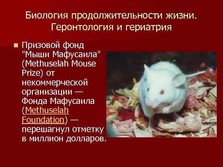 Продолжительность жизни мышей: в природе и домашних условиях, от чего это зависит
