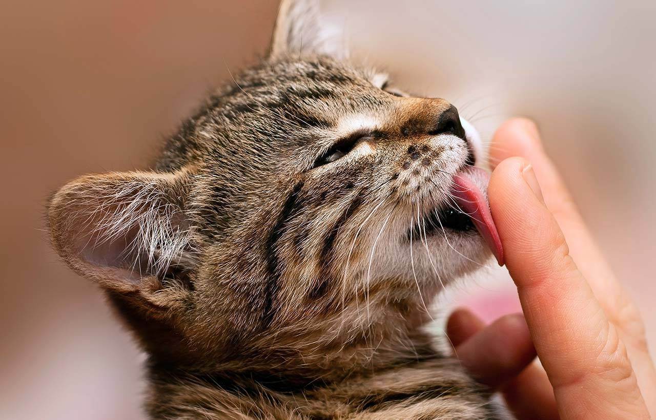 Как отучить кота кусаться и царапаться | zoosecrets