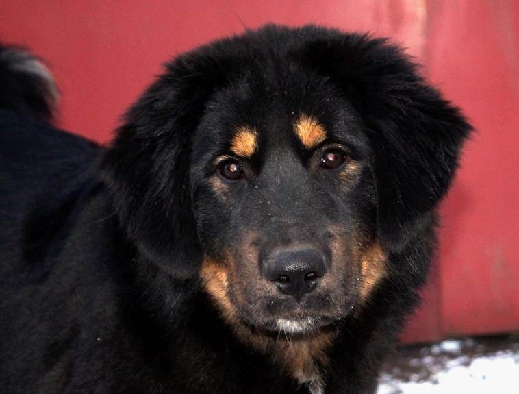 Монгольская овчарка - банхар: характеристики породы собаки, фото, характер, правила ухода и содержания - petstory