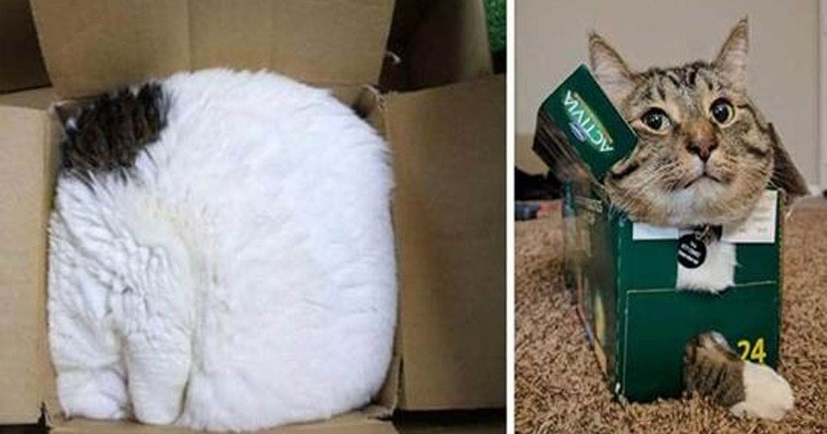 Почему кошки любят коробки и пакеты: объяснение поведения