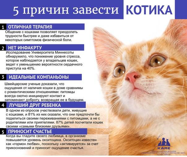 Причины, по которым люди заводят кошку | блог ветклиники "беланта"