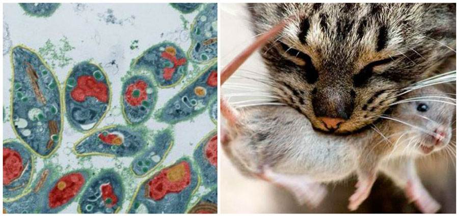 Токсоплазмоз у кошек: лечение, профилактика и симптомы болезни. 115 фото и видео как лечить токсоплазмоз