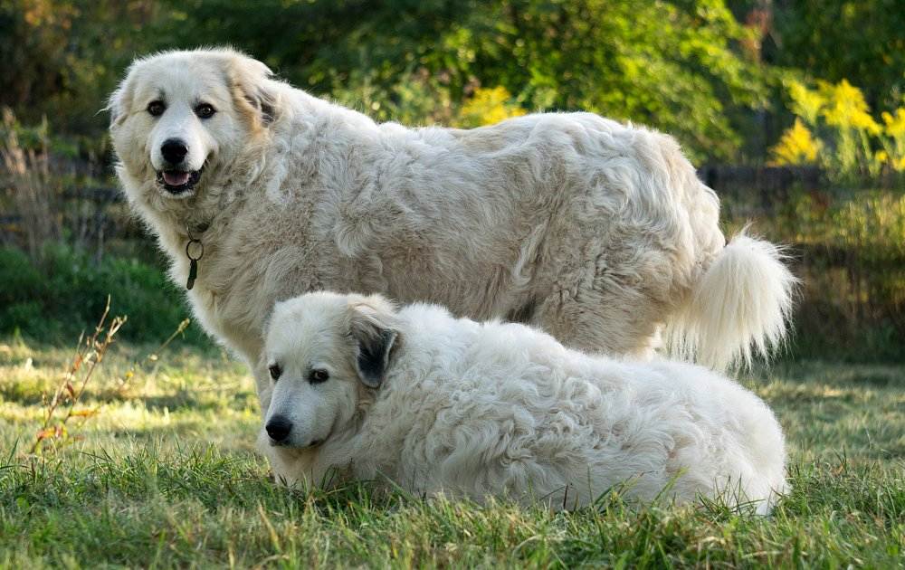 Пиренейская горная собака – энциклопедия о собаках