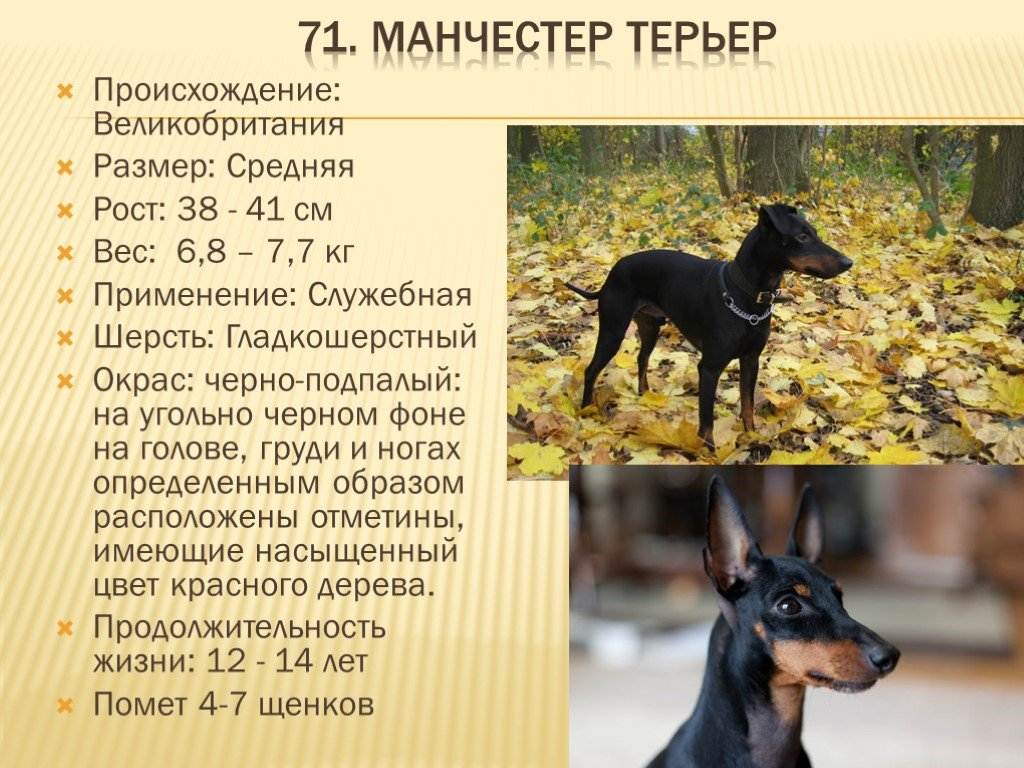 Ягдтерьер: характеристики немецкой породы собаки (103)