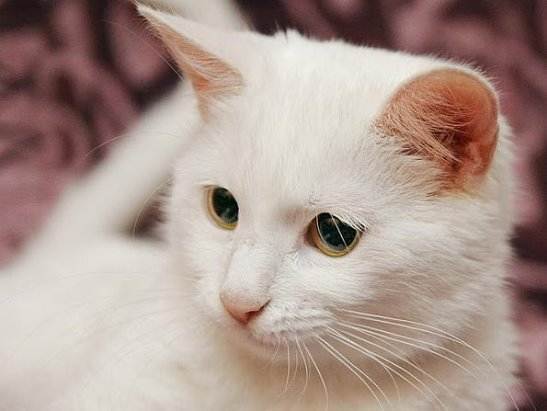 Белая кошка с голубыми глазами:все породы и много фото