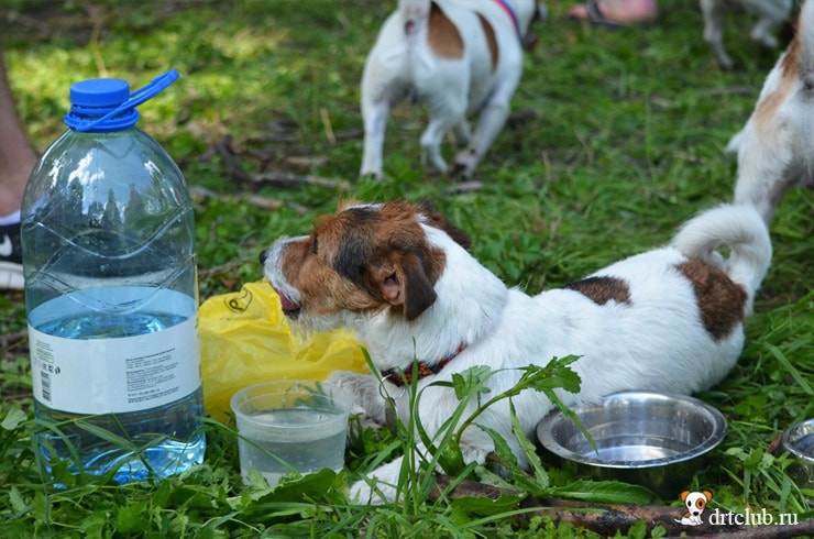 Основные причины, почему собака не пьет воду