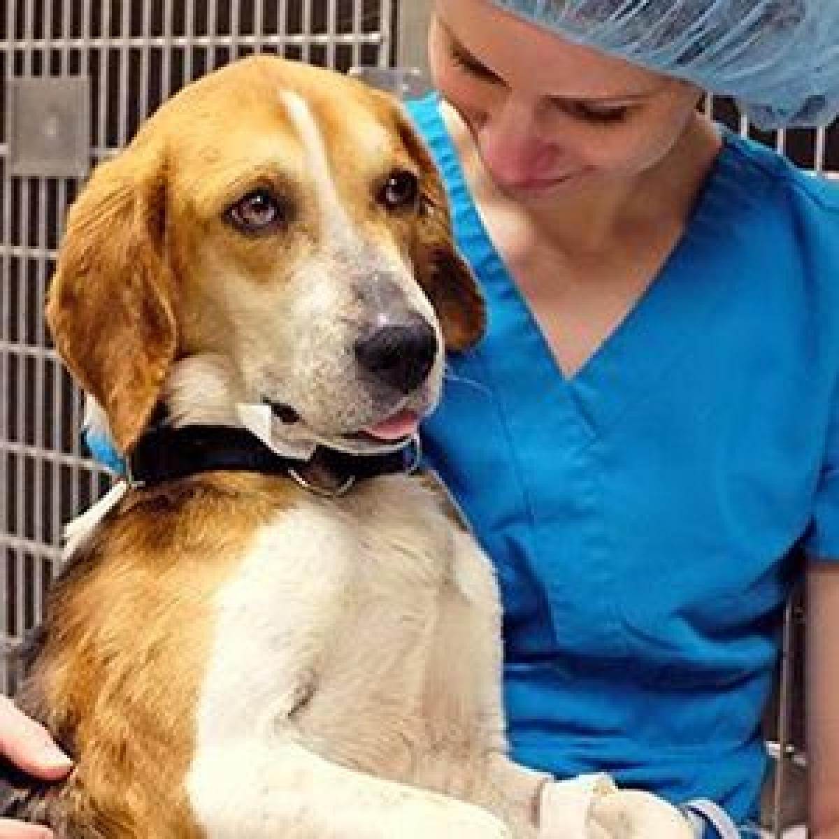 Стерилизация собак — основные методы, все за и против операции