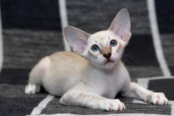 Сейшельская кошка: описание сейшельская кошка, сейшельская кошка фото, сейшельская кошка, стандарт сейшельская кошка