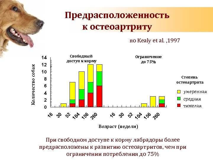 Сколько лет живут собаки разных пород в домашних условиях и на улице — продолжительность жизни