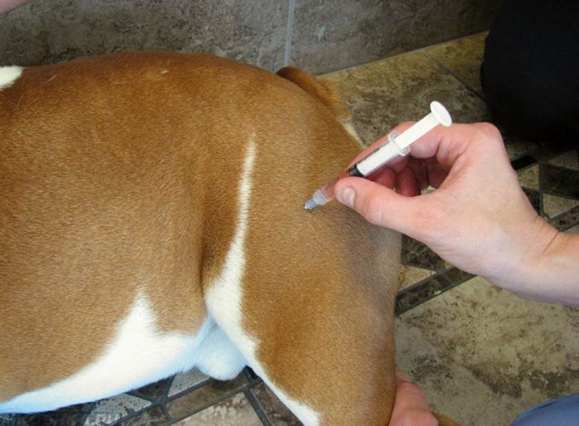 Как сделать укол собаке на дому – объясняет ветеринар